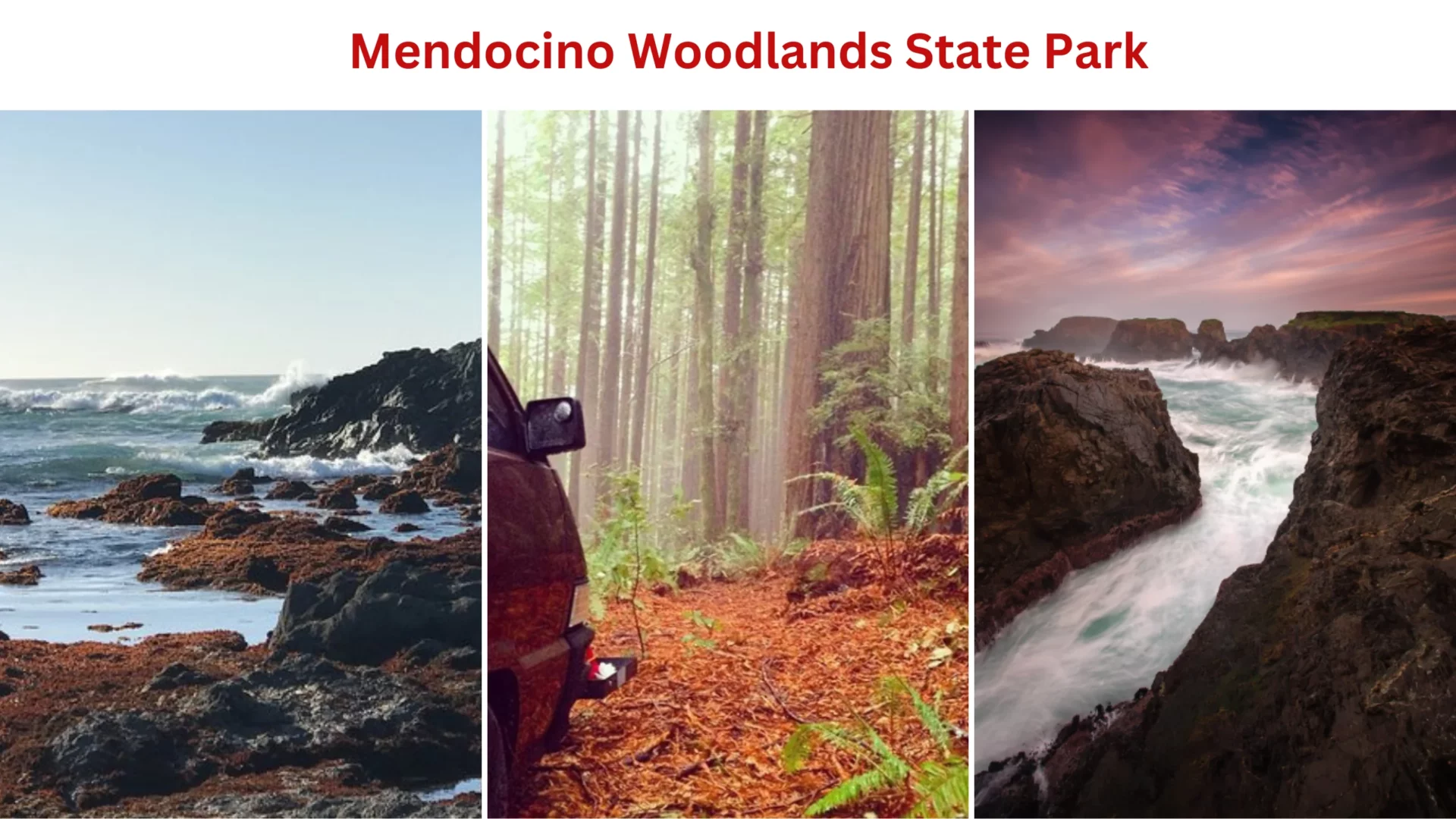 Mendocino Woodlands State Park