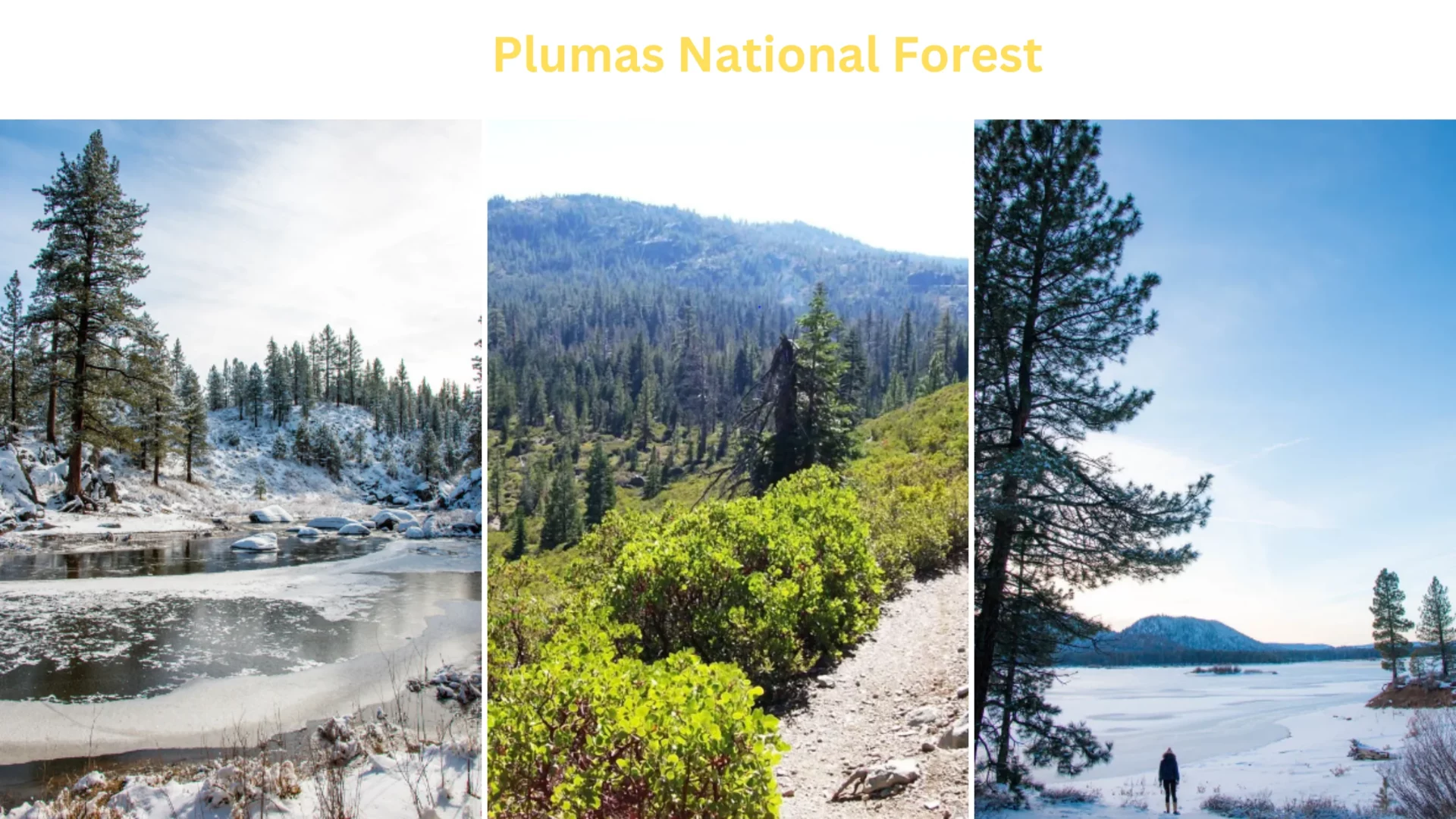 Plumas National Forest