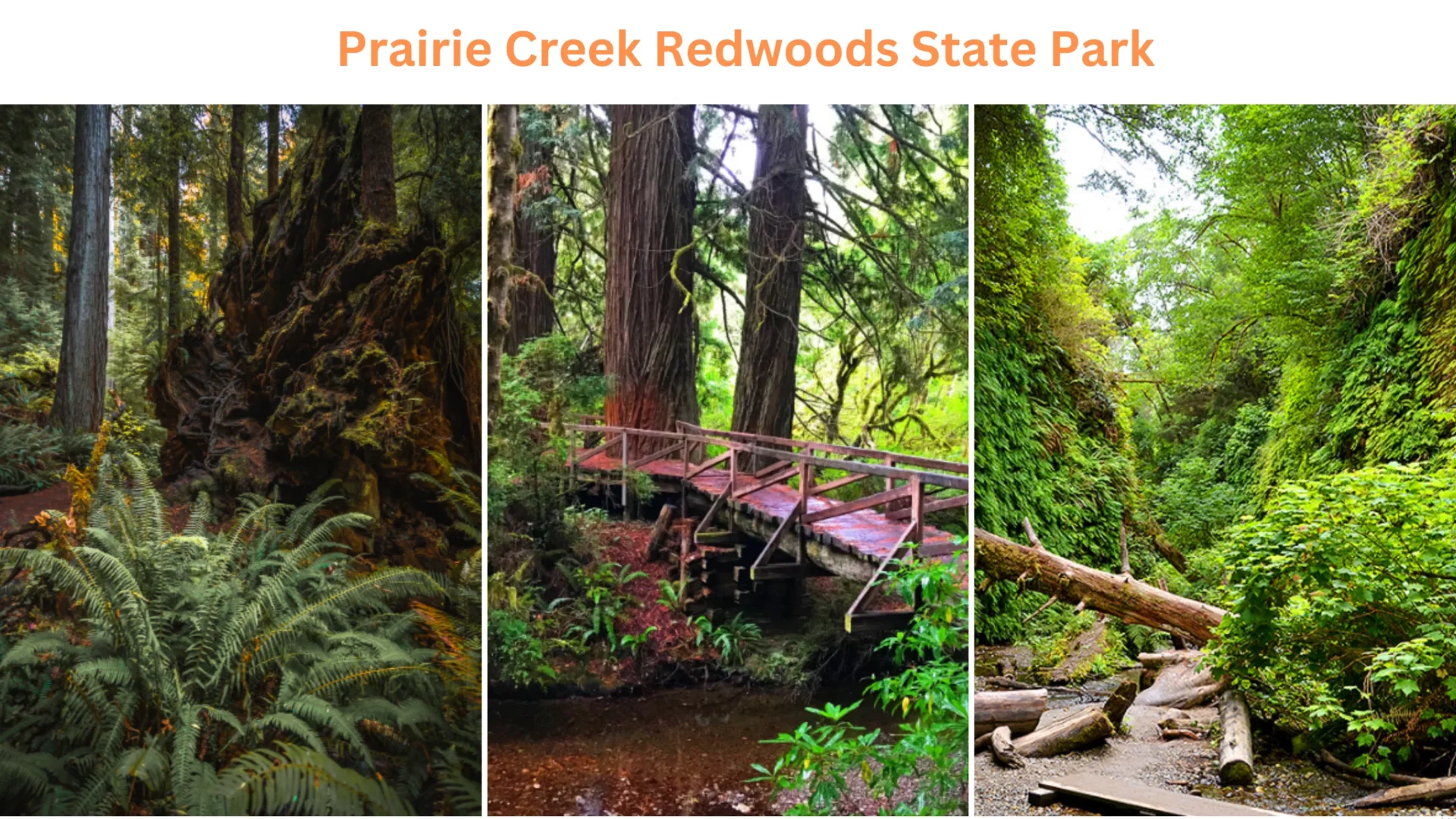 Prairie Creek Redwoods State Park