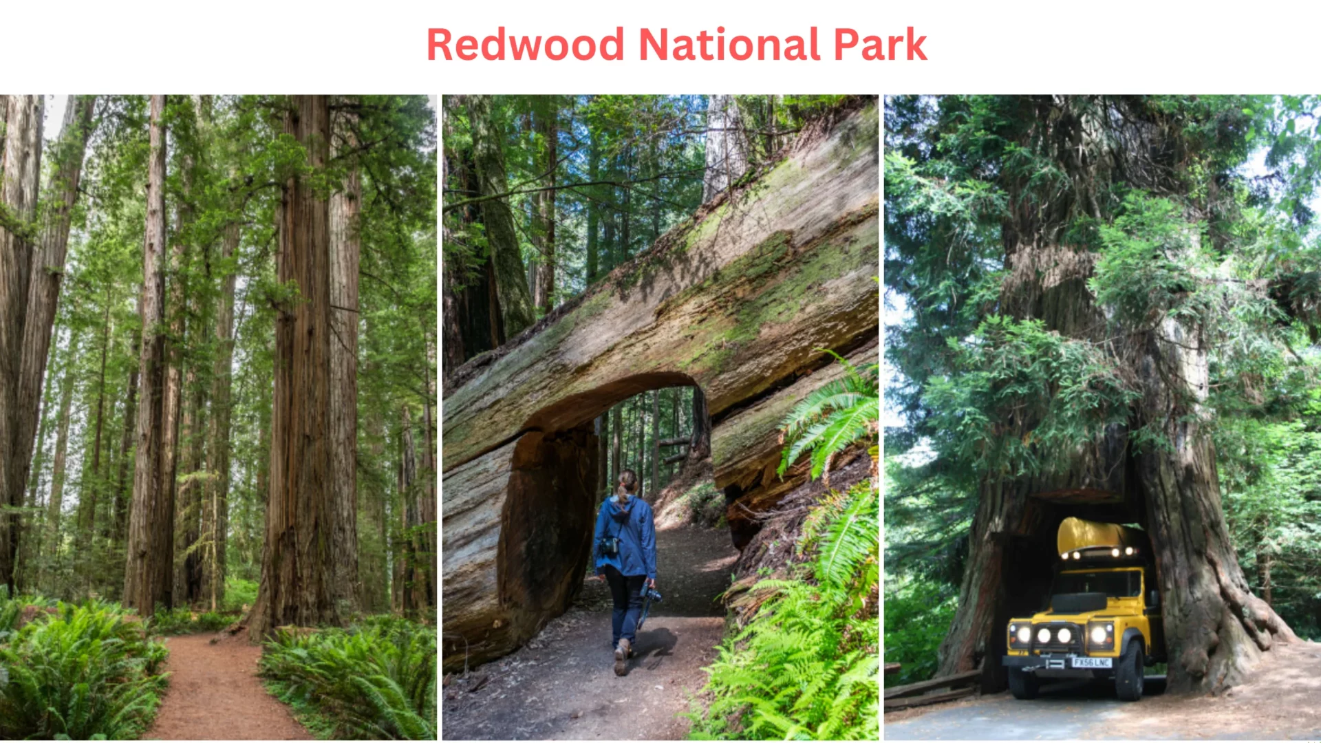 Redwood National Park