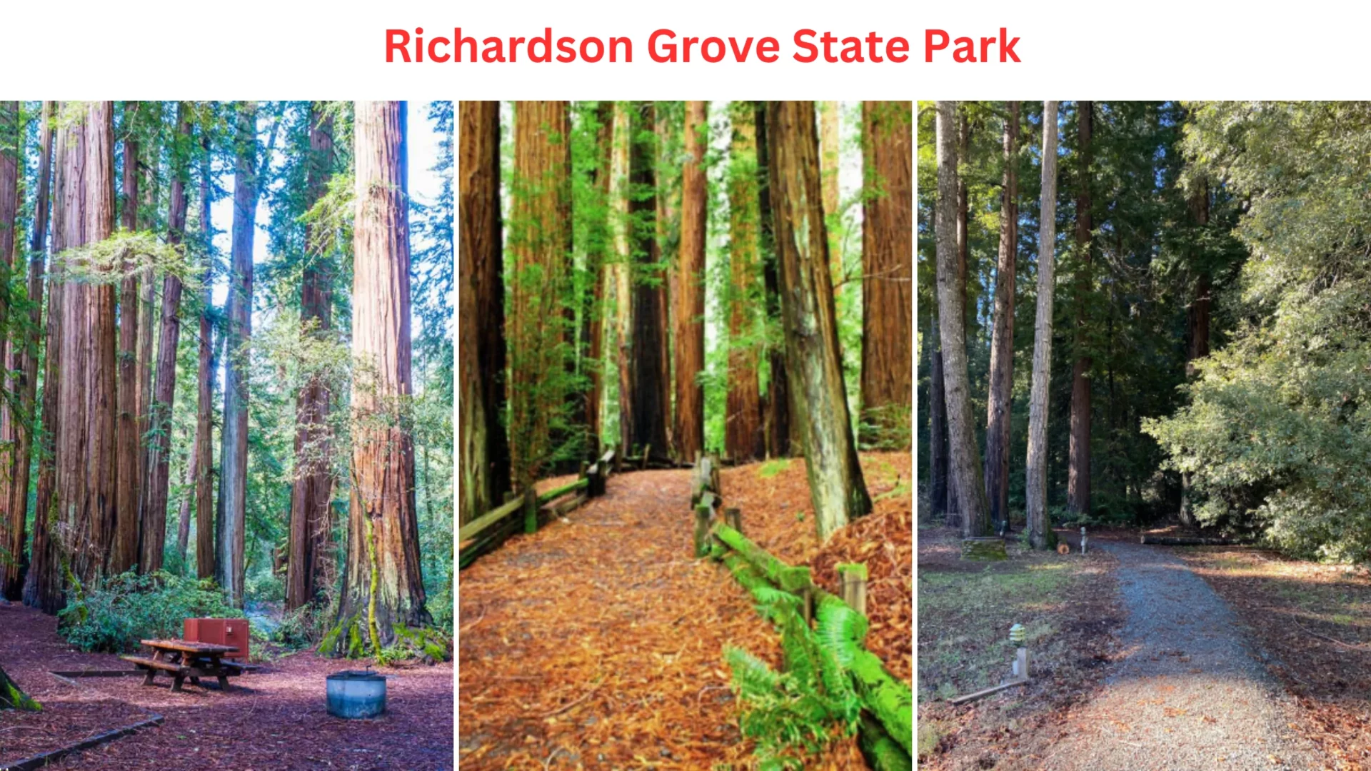 Richardson Grove State Park