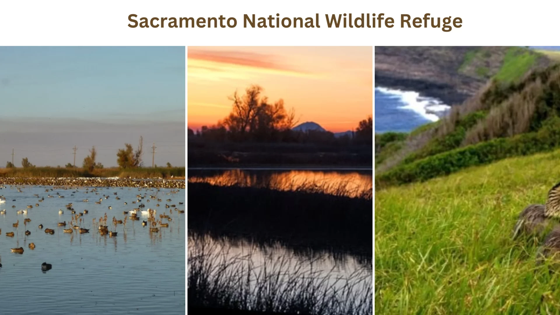 Sacramento National Wildlife Refuge