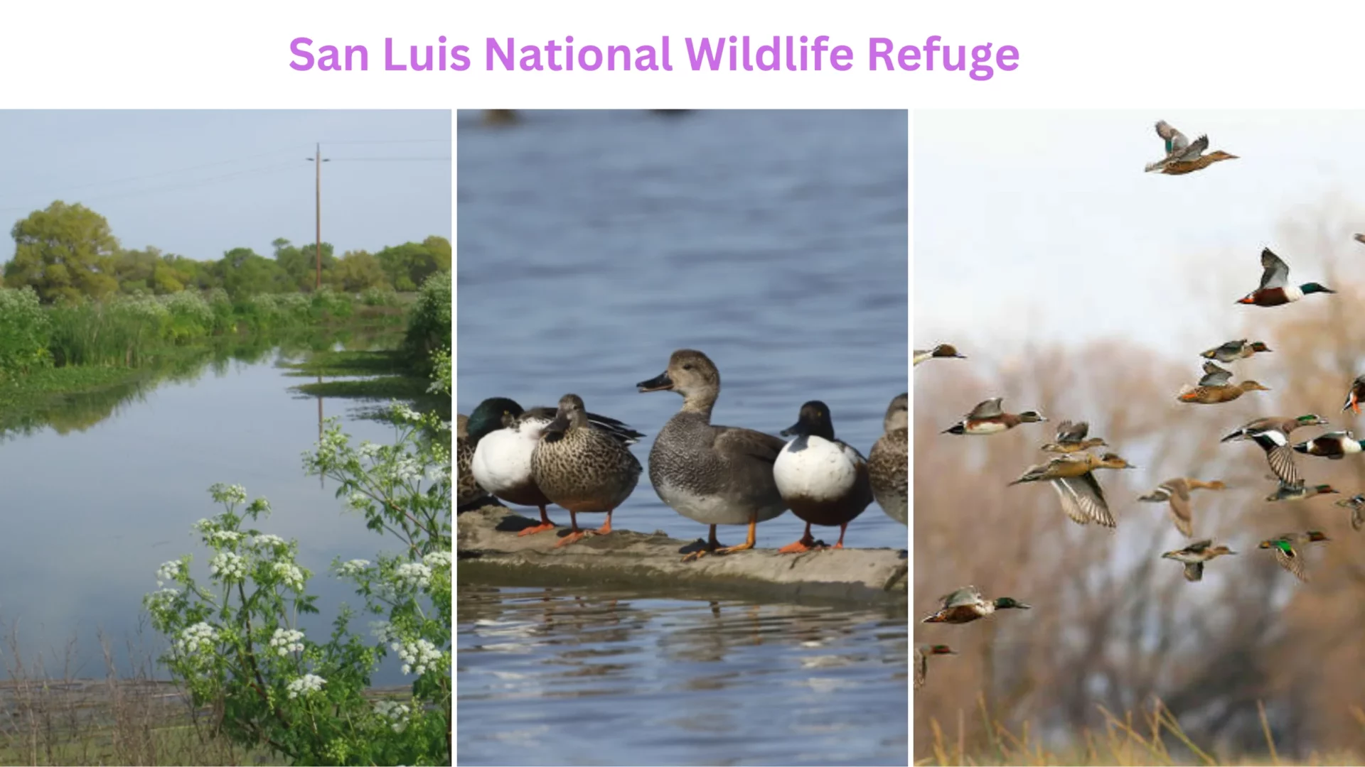 San Luis National Wildlife Refuge