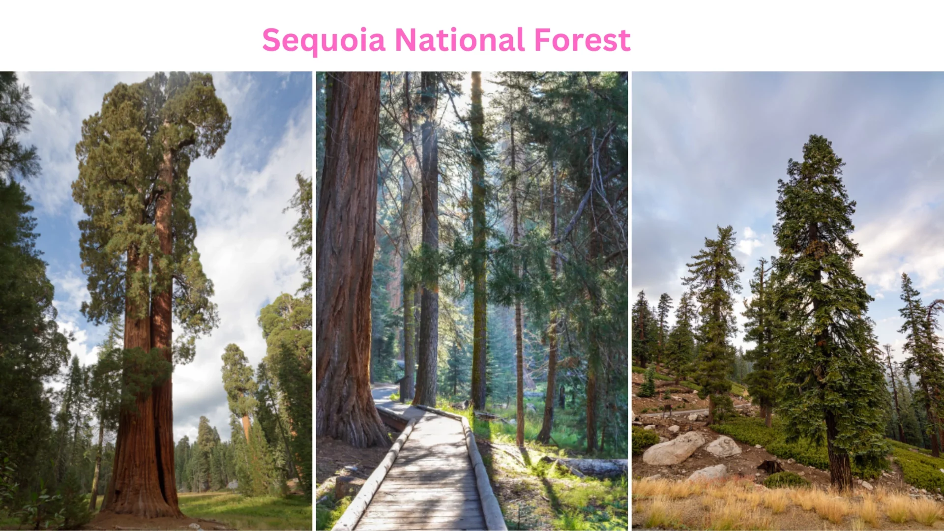 Sequoia National Forest