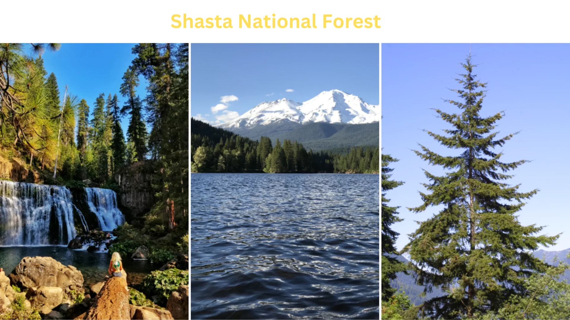 Shasta National Forest