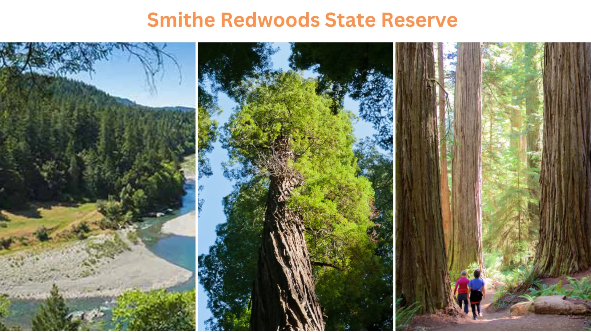 Smithe Redwoods State Reserve