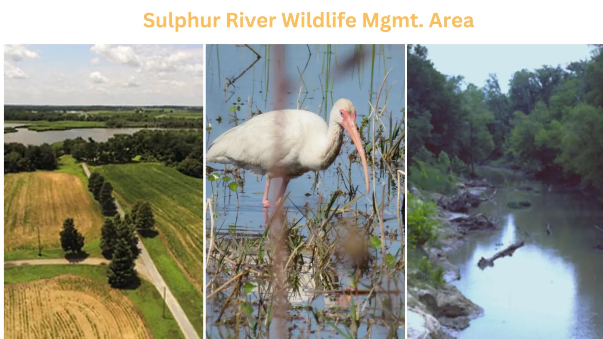 Sulphur River Wildlife Mgmt. Area