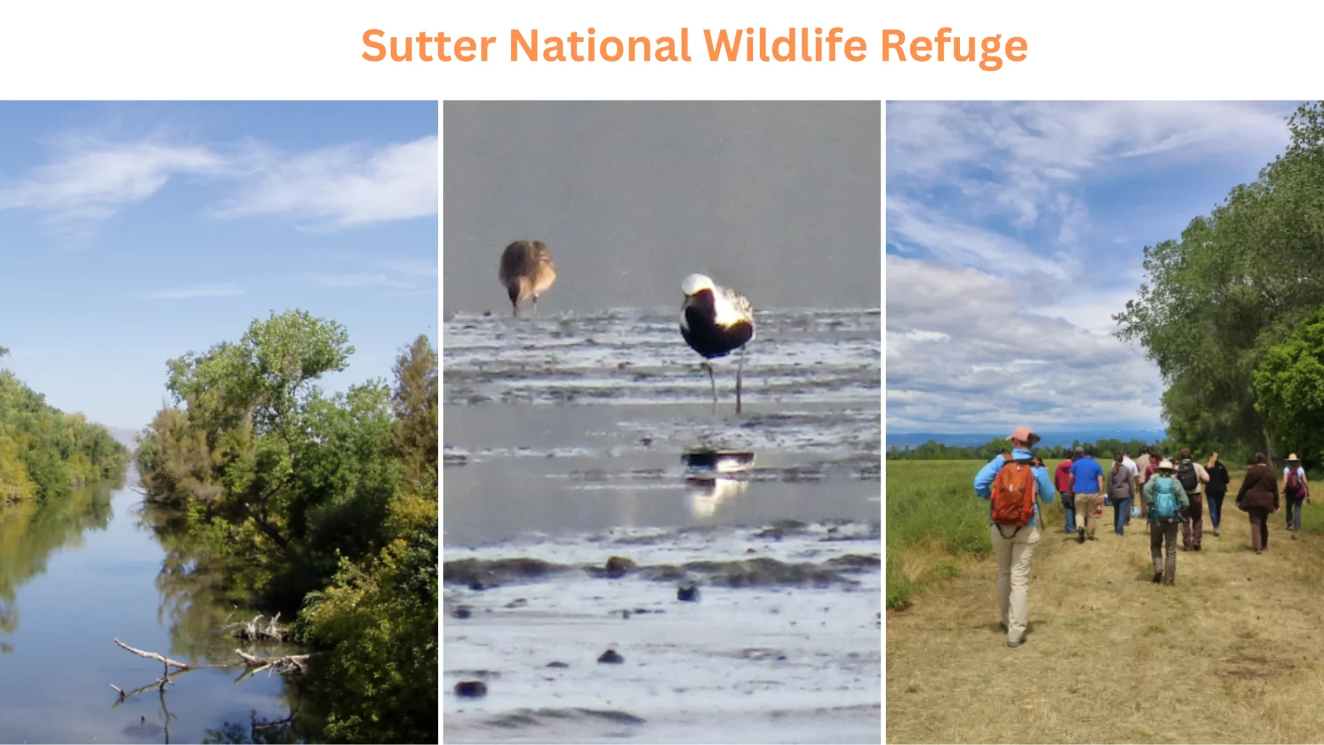 Sutter National Wildlife Refuge