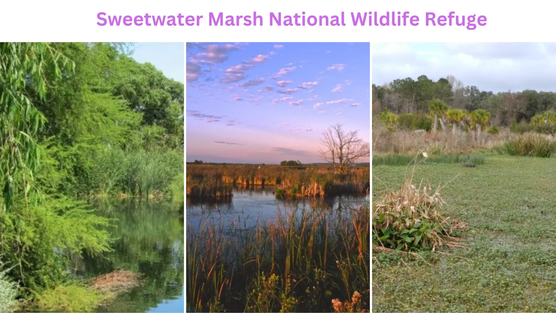 Sweetwater Marsh National Wildlife Refuge