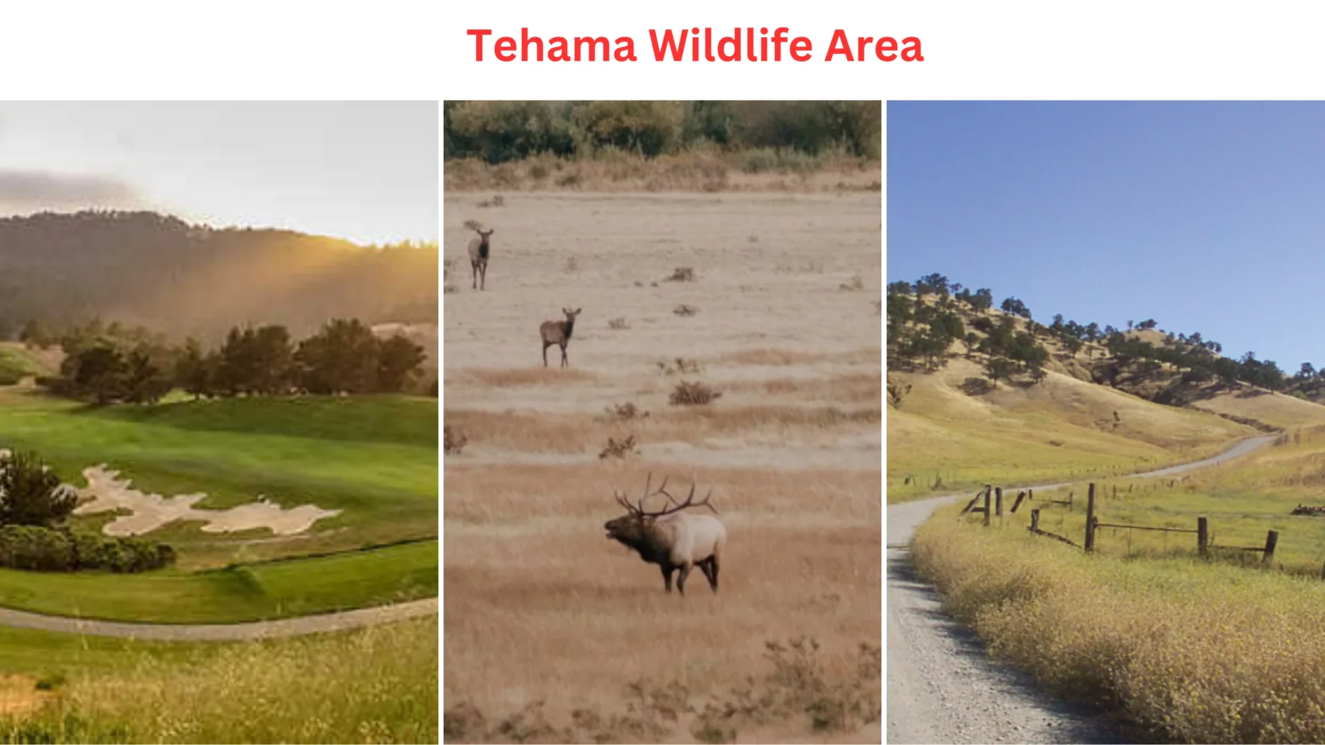 Tehama Wildlife Area