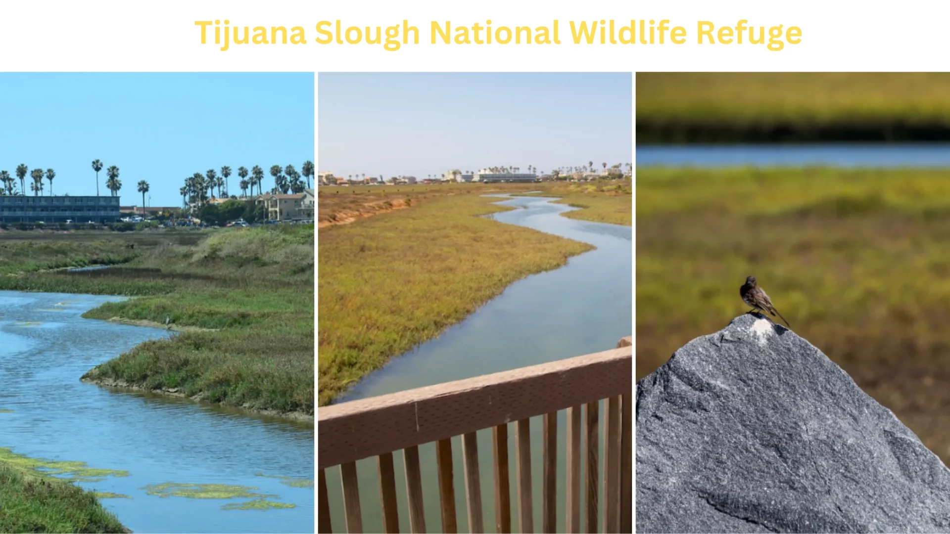 Tijuana Slough National Wildlife Refuge