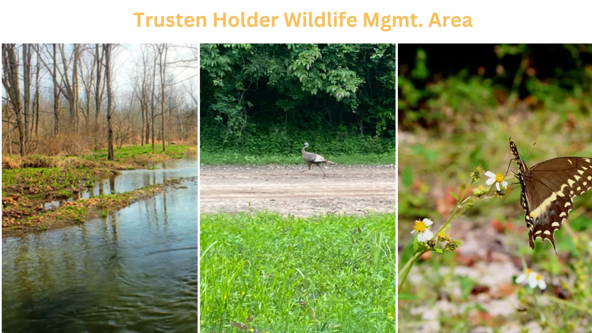 Trusten Holder Wildlife Mgmt. Area