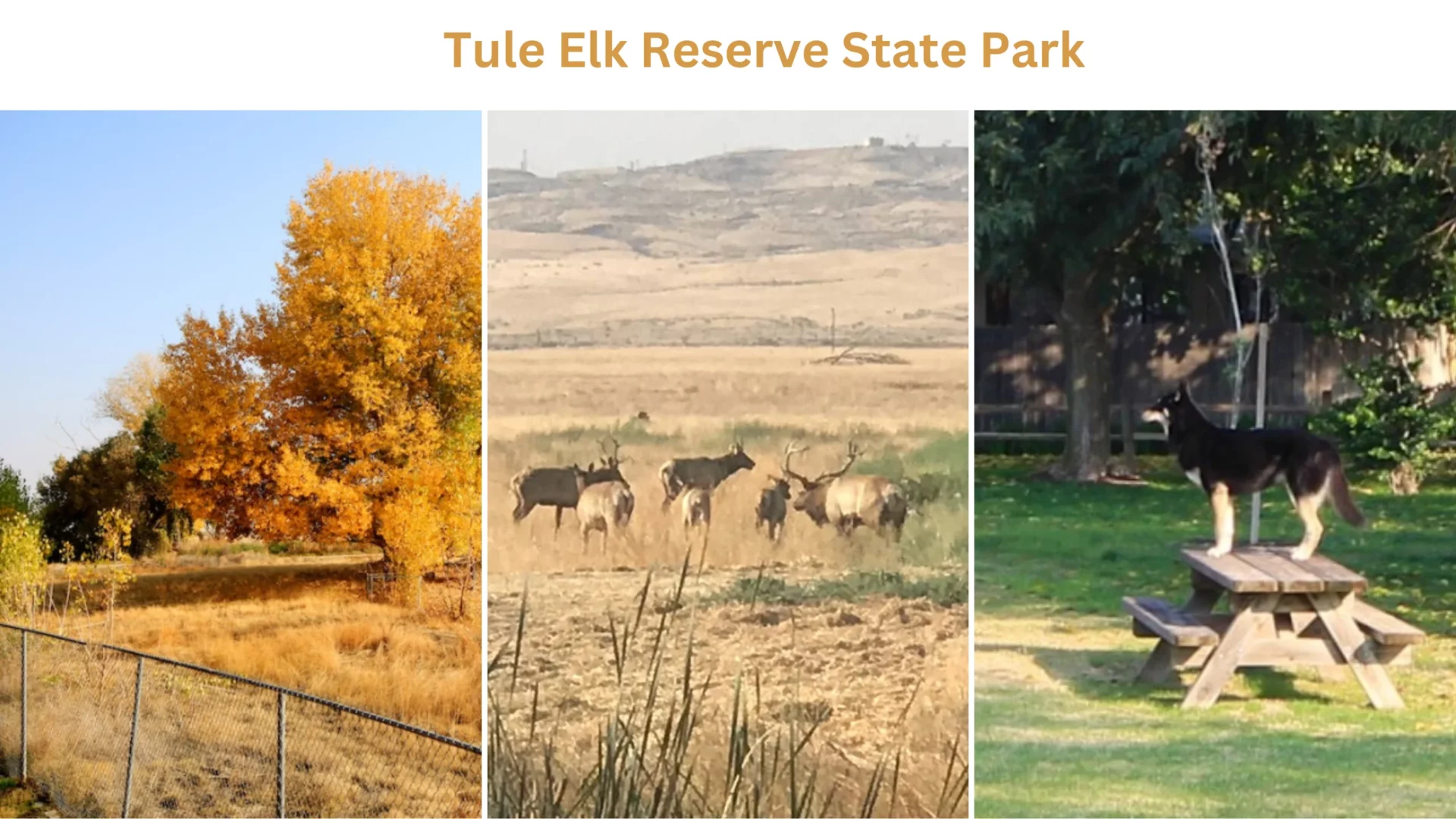 Tule Elk Reserve State Park