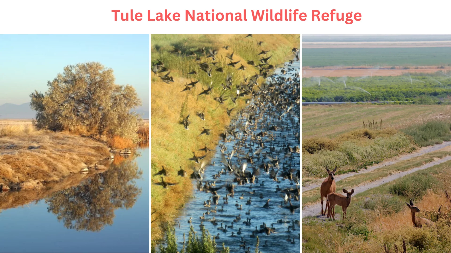 Tule Lake National Wildlife Refuge